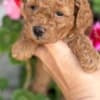 Toy and mini poodle   puppies photo 5