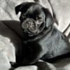 Purebred Pug Puppies. photo 1