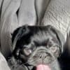 Purebred Pug Puppies. photo 2