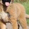 Caucasian Shepherd male puppy photo 2