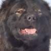 Caucasian Shepherd male puppy photo 4