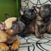 French bulldog photo 1