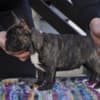 French bulldog photo 2