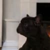 French bulldog photo 3