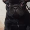 French bulldog photo 5
