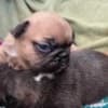 French bulldog photo 7