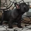 French bulldog photo 8