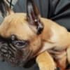 French bulldog photo 9