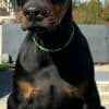Doberman  puppies for sale photo 1