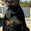 Doberman  puppies for sale photo 2