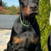 Doberman  puppies for sale photo 3