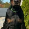 Doberman  puppies for sale photo 4