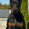 Doberman  puppies for sale photo 5