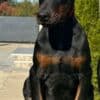 Doberman  puppies for sale photo 6