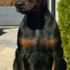 Doberman  puppies for sale photo 7