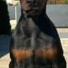 Doberman  puppies for sale photo 8