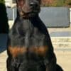 Doberman  puppies for sale photo 9