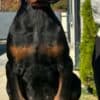 Doberman  puppies for sale photo 10