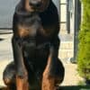 Doberman  puppies for sale photo 11