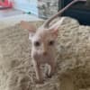 Adorable Male Sphynx Kitten photo 1