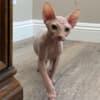 Adorable Male Sphynx Kitten photo 2