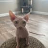 Adorable Male Sphynx Kitten photo 3