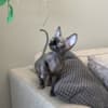 Adorable Female Sphynx Kitten photo 1