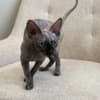 Adorable Female Sphynx Kitten photo 2