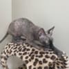 Adorable Female Sphynx Kitten photo 3