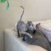 Adorable Female Sphynx Kitten photo 4