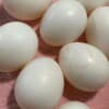 Fertile Parrot Eggs For Sale photo 1
