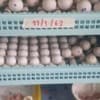 Fertile Parrot Eggs For Sale photo 3