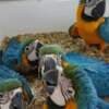 Blue And Gold Macaw For Sale photo 1