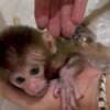 Pigtail macaque monkey for sale photo 1
