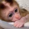 Pigtail macaque monkey for sale photo 2