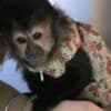 Baby Capuchin Monkeys For Sale photo 1