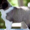 Caucasian Shepherd puppies photo 2