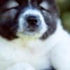 Caucasian Shepherd puppies photo 3