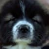 Caucasian Shepherd puppies photo 5
