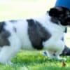 Caucasian Shepherd puppies photo 6