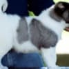 Caucasian Shepherd puppies photo 8