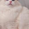 very beautiful ragdoll photo 1