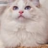very beautiful ragdoll photo 2