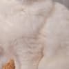 very beautiful ragdoll photo 3