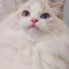 very beautiful ragdoll photo 4
