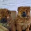 Chow Chow puppies photo 1