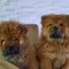 Chow Chow puppies photo 2
