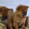 Chow Chow puppies photo 3
