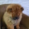 Chow Chow puppies photo 4