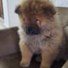 Chow Chow puppies photo 5